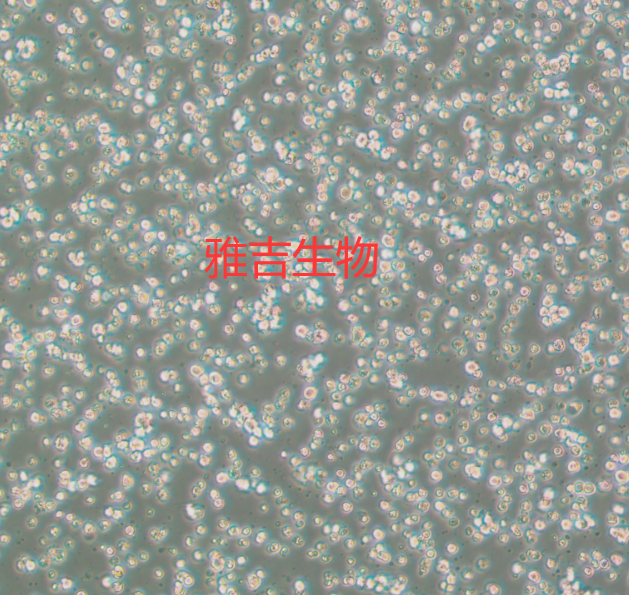 �ˏ����Դ�B�ܰ�����(x��)��TMD8����STR�b����