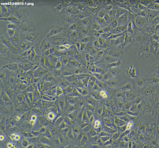 ���ѳ�����(x��)��OAW42