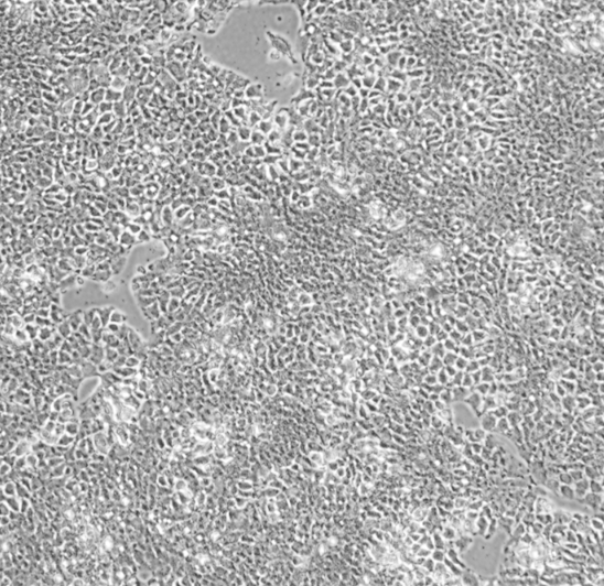 �˸ΰ���(x��)��JHH-5